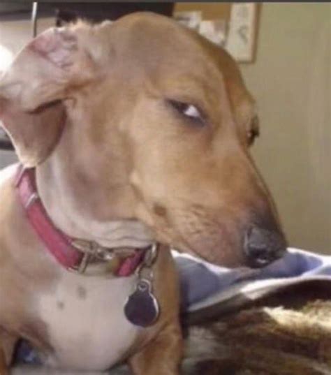 dog side eye meme|funny dog meme side eye.